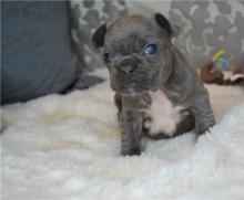 Puppies for sale french bulldog - Russia, Irkutsk