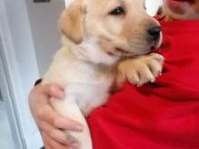 Puppies for sale labrador - Portugal, Faro. Price 10 €