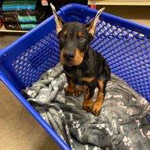 Puppies for sale doberman - Portugal, Braga