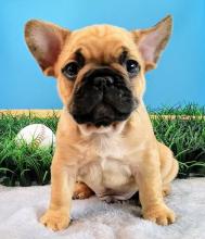 Puppies for sale french bulldog - Hungary, Budapest