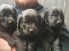 Puppies for sale golden retriever - Greece, Athens. Price 10 €