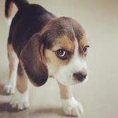 Puppies for sale beagle - Latvia, Ludza