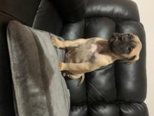 Puppies for sale bullmastiff - Ireland, Dublin. Price 11 €