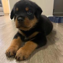 Puppies for sale rottweiler - Cyprus, Larnaca