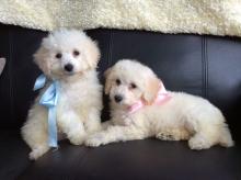 Puppies for sale poodle - Cyprus, Limassol