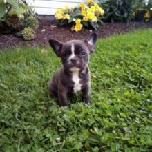 Puppies for sale french bulldog - Canada, Alberta, Calgary