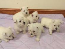 Puppies for sale west highland white terrier - Cyprus, Nicosia. Price 10 €