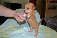 Puppies for sale chihuahua - Sweden, Lidkoping. Price 11 €