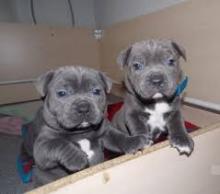 Puppies for sale staffordshire bull terrier - Latvia, Balvi