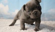 Puppies for sale french bulldog - United Kingdom, Sunderland. Price 11 €