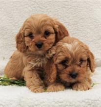 Puppies for sale , cavapoo - Uzbekistan, Namangan