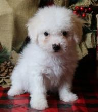 Puppies for sale bichon - Canada, Alberta, Edmonton