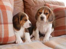 Puppies for sale beagle - Austria, Graz