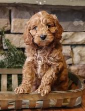 Puppies for sale , cockapoo - Spain, Santa Cruz de Tenerife