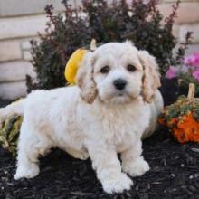 Puppies for sale , cockapoo - United Kingdom, Aberdeen