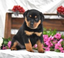 Puppies for sale rottweiler - United Kingdom, Norfolk Island