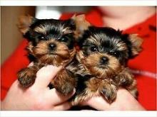 Puppies for sale yorkshire terrier - Azerbaijan, Lankaran