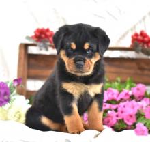 Puppies for sale rottweiler - Sweden, Leksand