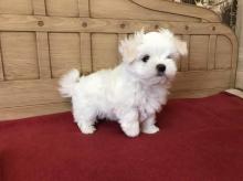 Puppies for sale , maltese puppies - Turkmenistan, Turkmenabad