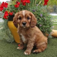 Puppies for sale , cavalier king charles spaniel - United Kingdom, Coventry