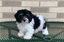 Puppies for sale havanese - Portugal, Lisbon