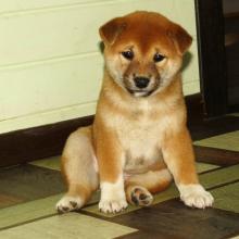 Puppies for sale , shiba inu - Ukraine, Poltava