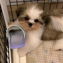 Puppies for sale shih tzu - Poland, Gdansk