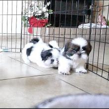 Puppies for sale , shih tzu puppies - Russia, St. Petersburg