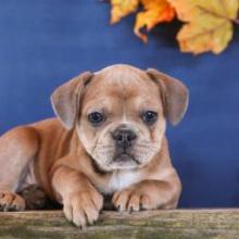 Puppies for sale , french bull dog - United Kingdom, Harlow