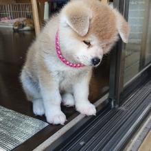 Puppies for sale akita - Portugal, Braga