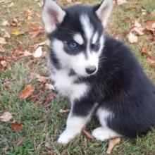 Puppies for sale , siberian husky - Portugal, Lisbon