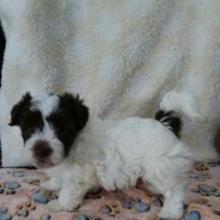 Puppies for sale havanese - Estonia, Kohtla-Jarve