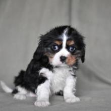 Puppies for sale , cavalier king charles spaniel - United Kingdom, Colchester