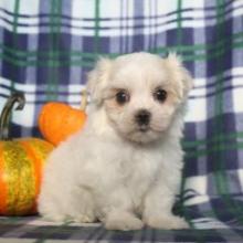 Puppies for sale maltese - Portugal, Faro