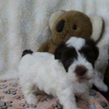 Puppies for sale havanese - Portugal, SetГєbal