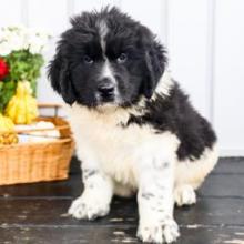 Puppies for sale newfoundland - Canada, Manitoba