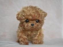 Puppies for sale toy-poodle - Greece, Piraeus