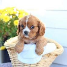 Puppies for sale , cavalier king charles spaniel - United Kingdom, Cambridge