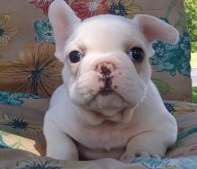 Puppies for sale , french bulldog - Turkmenistan, Turkmenabad