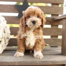 Puppies for sale , cockapoo - United Kingdom, Bradford