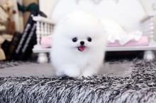 Puppies for sale , pomeranian puppies - Belarus, Minsk