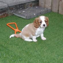 Puppies for sale , cavalier king charles puppies - Kyrgyzstan, Bishkek