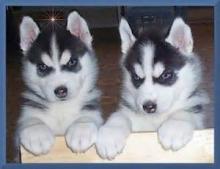 Puppies for sale haski - Austria, Linz