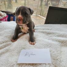 Puppies for sale american pit-bull terrier - Italy, Bergamo