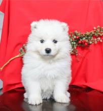 Puppies for sale , samoyed puppies - Kazakhstan, Aqtobe