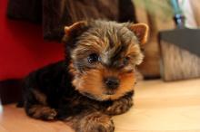 Puppies for sale yorkshire terrier - Romania, Bucharest