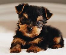 Puppies for sale , yorkie puppies - Turkmenistan, Ashgabat