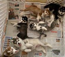 Puppies for sale , siberian husky - Belarus, Brest