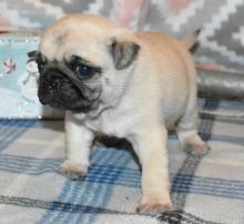 Puppies for sale pug - Belarus, Brest