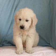 Puppies for sale golden retriever - Ireland, BELFAST